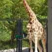 5 - 6 Meter messen die größten Tiere im Saarbrücker Zoo