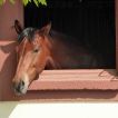 Stall mit Pferdeausblick