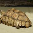 Riesenschildkröte