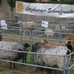 Ausstellung des luxemburger Schafzuechterverbandes